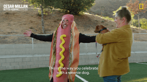 Dogwhisperer GIF by National Geographic Channel