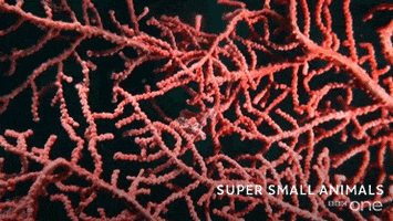 bbc cute animal bbc creature GIF