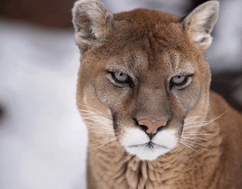 Cougar Gif Cougar Gif