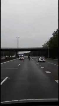 Dutch Scooter Rider Leads Five Patrol Cars on Highway Chase