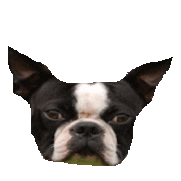 boston terrior STICKER by imoji