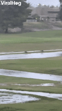 Coyotes Frolic On Flooded Golf Course GIF by ViralHog