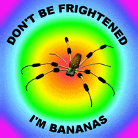 Spider Im Scared GIF