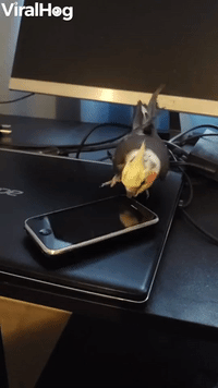 Pet Bird Spins Toy Cell Phone