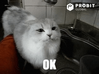 Cat Reaction GIF by ProBit Global