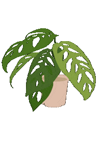 Plant Monstera Sticker