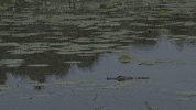 Food Chain Water GIF by DIIMSA Stock