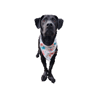 Fairytale Sticker by Geekster Pets