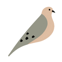 Mourning Dove Birds Sticker by National Audubon Society