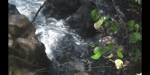 Education Biology GIF by DIIMSA Stock
