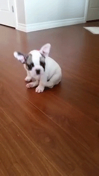 french bulldog GIF