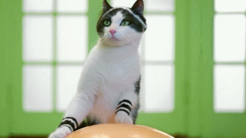 cat rolling GIF