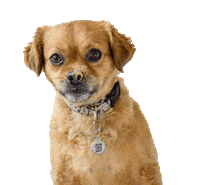 smooshy_mooshy dog animal dogs yummy Sticker