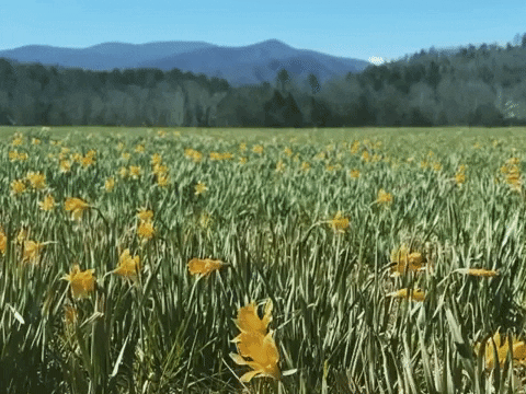 laurahackett1d29 giphyupload GIF