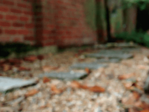 sanfoh giphyupload cat nature water GIF