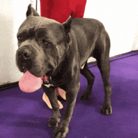 dog show GIF by Westminster Kennel Club