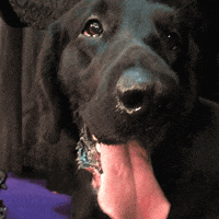 dog show GIF by Westminster Kennel Club