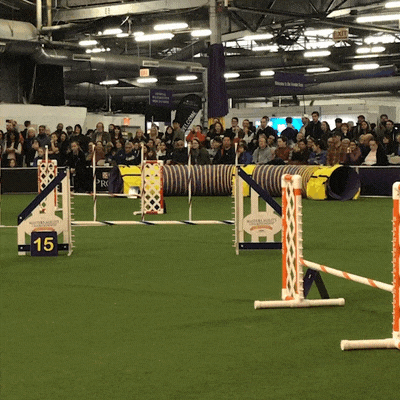 westminter dog show GIF by Westminster Kennel Club