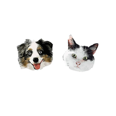 Cat Dog Sticker by BootayBag