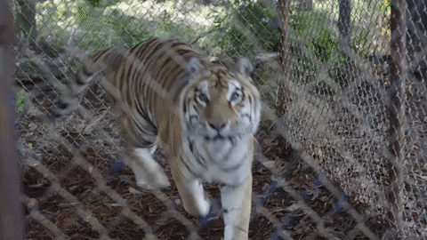 TheAvenue_Film giphyupload tiger attack zoo GIF