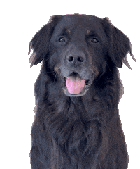 Hungry Dog Sticker by De Graafschap Dierenartsen