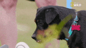 dog GIF by Nat Geo Wild