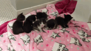 aww kittens GIF by Humane Rescue Alliance