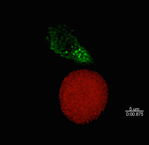 renatomota94b7 giphyupload GIF