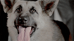 Barking Quentin Tarantino GIF