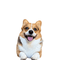 Corgi Milo Sticker
