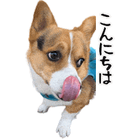 Corgi Milo Sticker