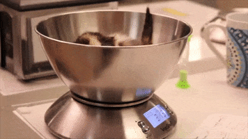 Weigh In Best Friends GIF by Best Friends Animal Society
