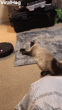 Cat Refuses to Move for Robot Vacuum  