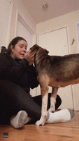 Foster Dog Has a Heartwarming Reaction to Adoption News