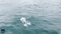 Playful Porpoises Race Alongside Boat in Alaska