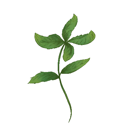 steviafit_us giphyupload nature leaves sweetener Sticker