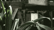stefano isola14 GIF by Isola dei Famosi