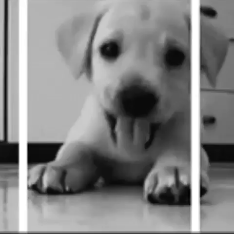 dog baby GIF by The Videobook