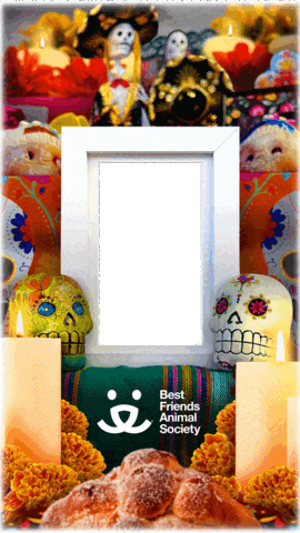 Day Of The Dead Frame GIF by Best Friends Animal Society