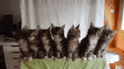 GIF by Giffffr