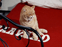 breakfast at tiffany's idgaf GIF by O&O, Inc