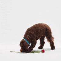 Valentines Day Love GIF by Petsure UK