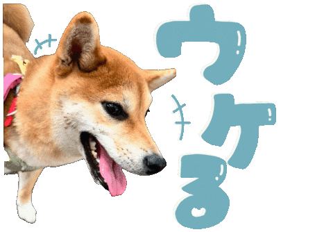 柴犬 うける Sticker