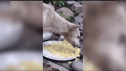 cuteanimalland giphyupload GIF