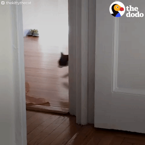 cat GIF by The Dodo