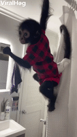 Monkey Climbs on Shower Curtain