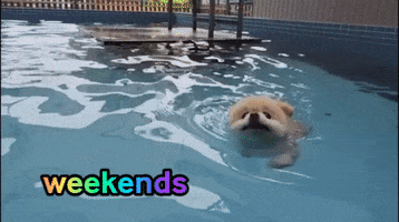 Swim Swimming GIF by WoofWaggers