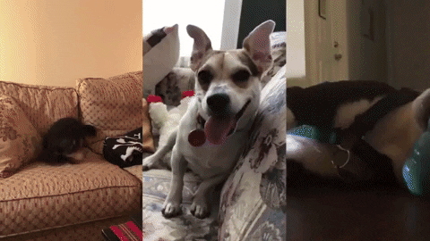 good boy dog GIF by Polyvinyl Records