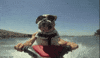 dog ride GIF