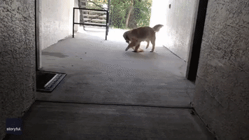 Golden Retriever Enthusiastically Delivers an Amazon Package to His Owner